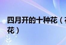 四月开的十种花（花期在4月的花四月开什么花）