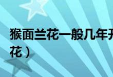 猴面兰花一般几年开花（猴面兰花一般几年开花）