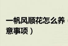 一帆风顺花怎么养（一帆风顺的养殖方法和注意事项）