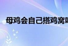 母鸡会自己搭鸡窝吗（母鸡会自己下蛋吗）