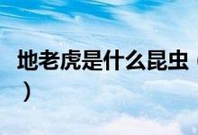 地老虎是什么昆虫（地老虎是什么昆虫的幼虫）