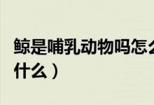 鲸是哺乳动物吗怎么喂奶（鲸是哺乳动物吗为什么）