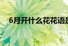 6月开什么花花语是什么（6月开什么花）