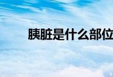 胰脏是什么部位图片（胰脏是什么）