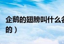 企鹅的翅膀叫什么名字（企鹅的翅膀是干什么的）