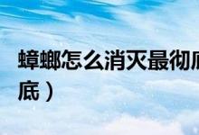 蟑螂怎么消灭最彻底方法（蟑螂怎么消灭最彻底）