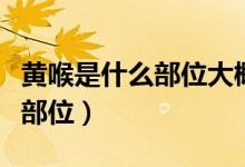 黄喉是什么部位大概煮多长时间（黄喉是什么部位）