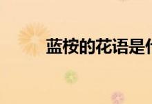 蓝桉的花语是什么（蓝桉的花语）