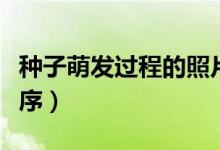 种子萌发过程的照片七张（种子萌发过程的顺序）