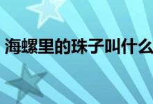 海螺里的珠子叫什么（什么海螺里有海螺珠）