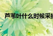 芦苇叶什么时候采摘（芦苇叶采摘的时间）