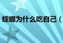螳螂为什么吃自己（螳螂为什么吃自己配偶）