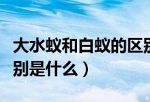 大水蚁和白蚁的区别图片（大水蚁和白蚁的区别是什么）