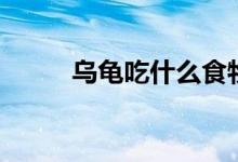 乌龟吃什么食物（乌龟爱吃什么）