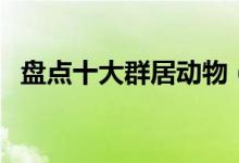 盘点十大群居动物（群居性动物都有哪些）