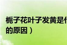 栀子花叶子发黄是什么原因（栀子花叶子发黄的原因）