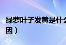 绿萝叶子发黄是什么原因（绿萝叶子发黄的原因）