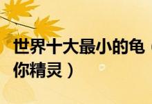 世界十大最小的龟（小型龟类盘点浅滩上的迷你精灵）