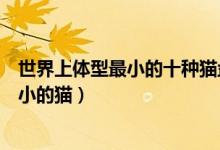 世界上体型最小的十种猫盘点（最小的猫是什么品种世界最小的猫）