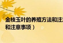 金枝玉叶的养殖方法和注意事项室内（金枝玉叶的养殖方法和注意事项）