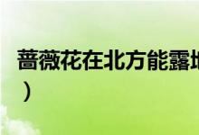 蔷薇花在北方能露地过冬吗（蔷薇花在几月份）