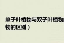 单子叶植物与双子叶植物的区别图（单子叶植物与双子叶植物的区别）