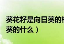 葵花籽是向日葵的根还是果实（葵花籽是向日葵的什么）