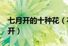七月开的十种花（花期在7月的花什么花七月开）