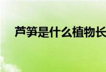芦笋是什么植物长出来的（芦笋是什么）
