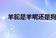 羊驼是羊呢还是狗呢（羊驼是羊还是驼）