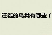 迁徙的鸟类有哪些（南北迁徙的鸟类有哪些）