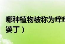 哪种植物被称为痒痒植物（哪种植物被称为婆婆丁）