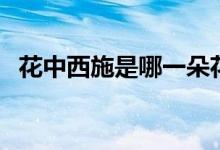 花中西施是哪一朵花（花中西施是什么花）