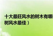 十大最旺风水的树木有哪些（屋前种什么树最好家里种什么树风水最佳）