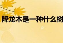 降龙木是一种什么树（降龙木学名是什么树）