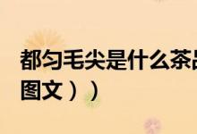 都匀毛尖是什么茶品种（都匀毛尖是什么茶（图文））