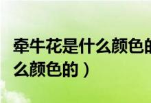 牵牛花是什么颜色的该怎么形容（牵牛花是什么颜色的）