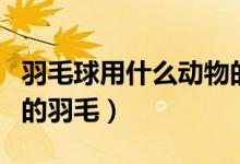 羽毛球用什么动物的羽毛（羽毛球用什么动物的羽毛）