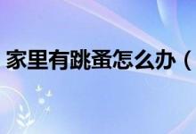 家里有跳蚤怎么办（家里有跳蚤的解决办法）