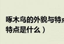 啄木鸟的外貌与特点是什么（啄木鸟的外貌与特点是什么）