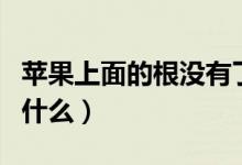 苹果上面的根没有了能吃吗（苹果上面的根叫什么）