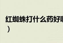 红蜘蛛打什么药好啊（红蜘蛛打什么药效果好）