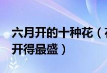 六月开的十种花（花期在6月的花六月什么花开得最盛）