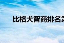 比格犬智商排名第几（比格犬的训练）