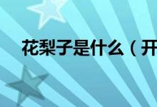 花梨子是什么（开花梨指的是什么东西）