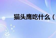 猫头鹰吃什么（猫头鹰以什么为食）
