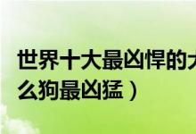 世界十大最凶悍的犬类排行（最凶的狗排名什么狗最凶猛）