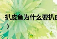 扒皮鱼为什么要扒皮（扒皮鱼为什么要扒皮呢）