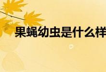 果蝇幼虫是什么样的（果蝇幼虫是蛆吗）