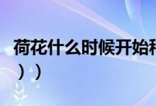 荷花什么时候开始种（荷花什么时候开（图文））